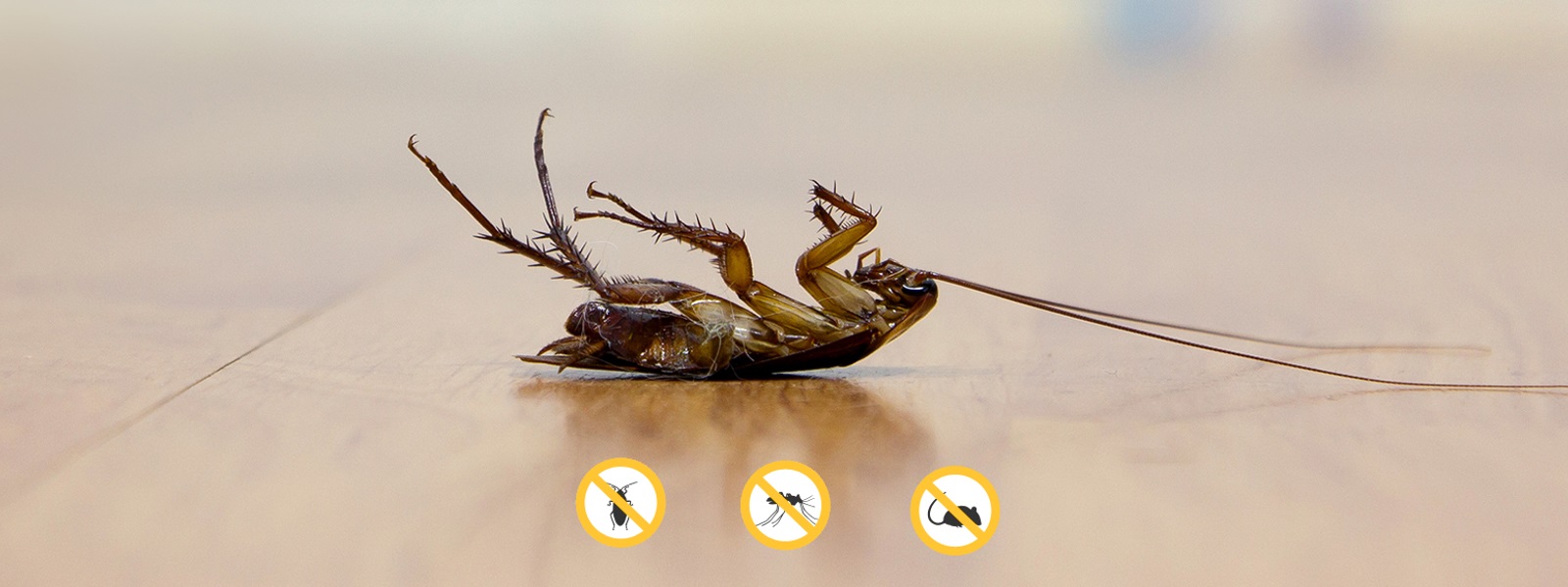 pest control
