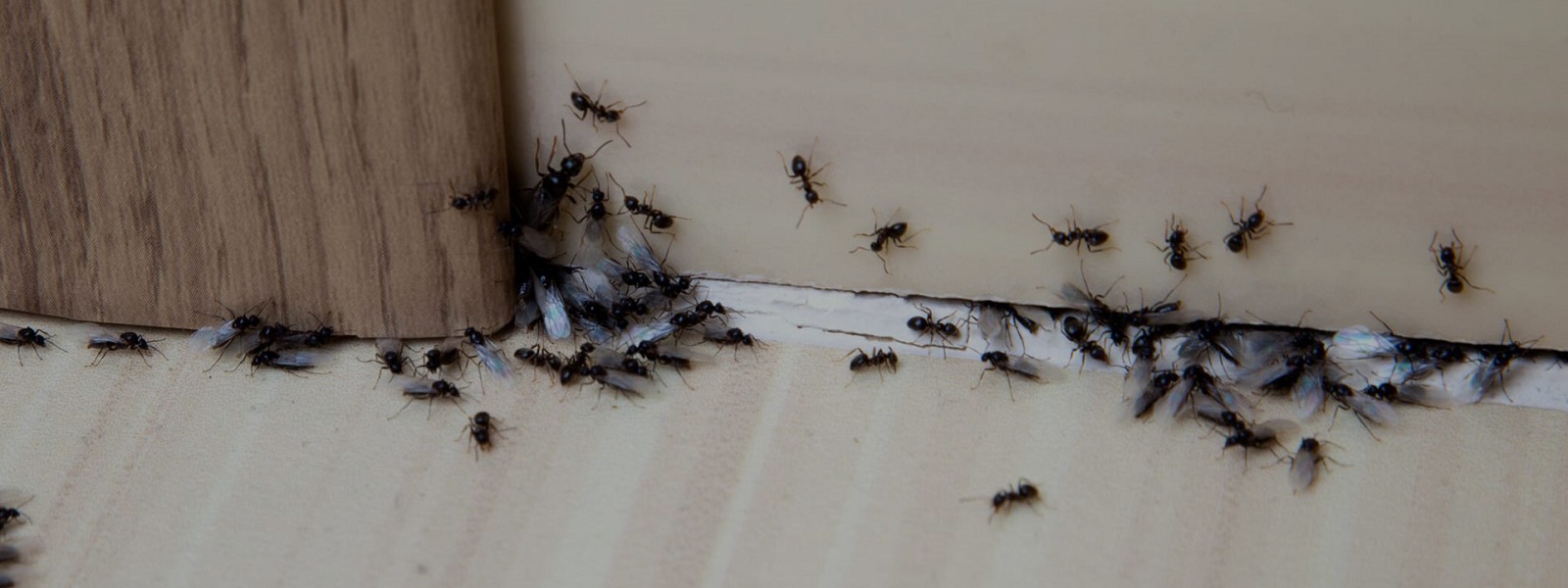 Pest Control
